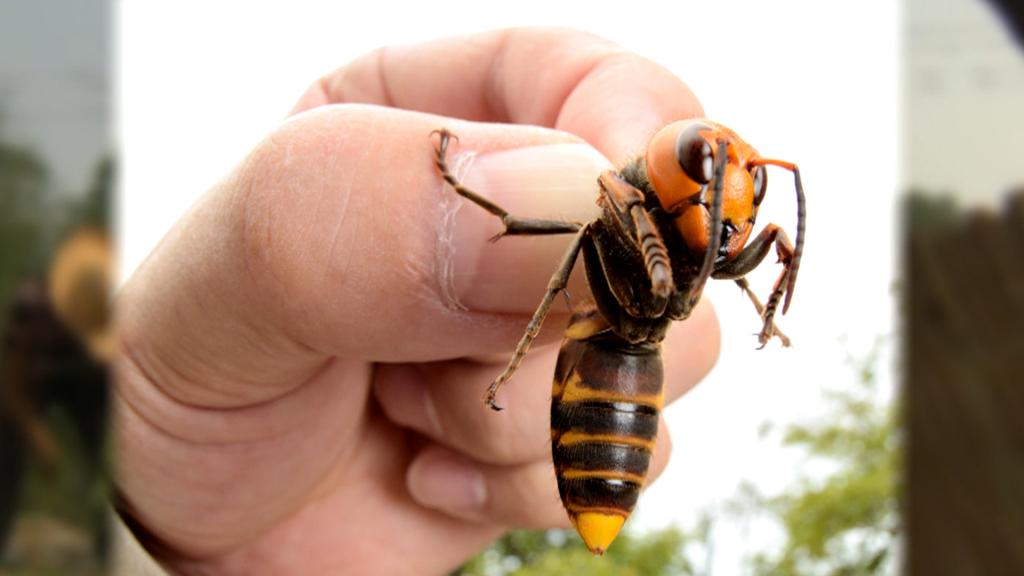 Σλοβενία: Πρώτη εμφάνιση της «γιγάντιας» ασιατικής σφήκας που εξολοθρεύει τις μέλισσες
