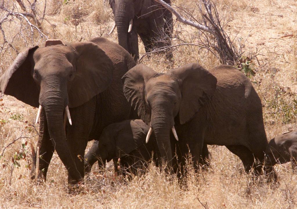 Περισσότεροι από 20.000 ελέφαντες της Αφρικής θύματα λαθροθηρίας το 2013