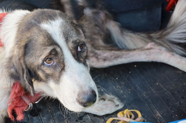 Σέρρες: Πρόστιμο 30.000 ευρώ σε 69χρονο που βασάνισε και σκότωσε αδέσποτο σκύλο