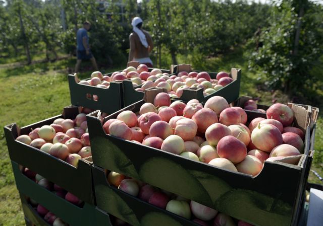 Πολωνία: Εκστρατεία με μήλα για το εμπάργκο του Πούτιν