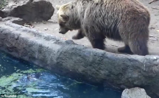 Πώς η αρκούδα σώζει ένα κοράκι από πνιγμό στον ζωολογικό κήπο της Βουδαπέστης