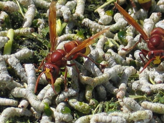 Οι εχθροί της καλοκαιρινής ραστώνης
