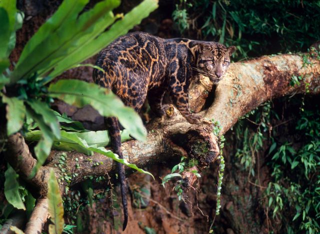 Εκθεση της WWF: Σε 40 χρόνια ο άνθρωπος εξαφάνισε τα μισά άγρια ζώα του πλανήτη