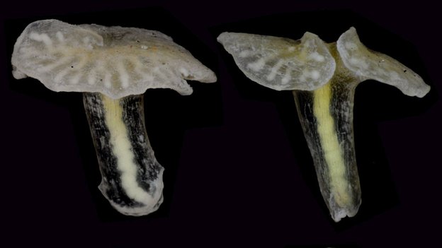 Ανακαλύφθηκε μυστηριώδες θαλάσσιο ζώο-μανιτάρι