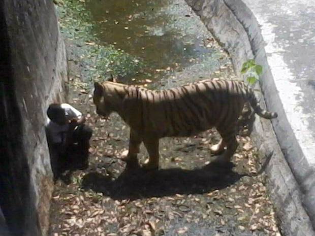 Σοκ στο Νέο Δελχί: Λευκή τίγρης σκότωσε 20χρονο σε ζωολογικό κήπο