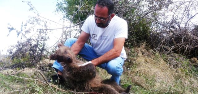 Νεκρό βρέθηκε αρκουδάκι ύστερα από τροχαίο στο Νεστόριο
