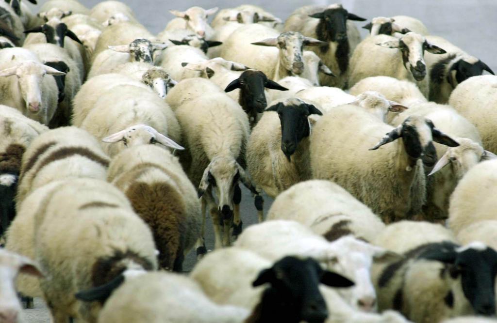 Μεγάλο πλήμα στην κτηνοτροφία του Εβρου από τη ζωονόσο της ευλογιάς