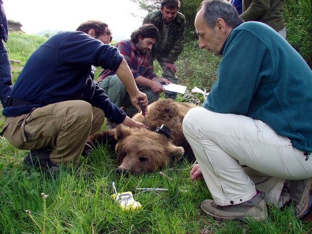 Δορυφόρος παρακολουθεί στενά έξι αρκούδες σε Καστοριά – Κοζάνη