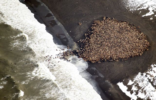 Η μεγάλη έξοδος των θαλάσσιων ίππων στην Αλάσκα «αναστατώνει» τις πτήσεις