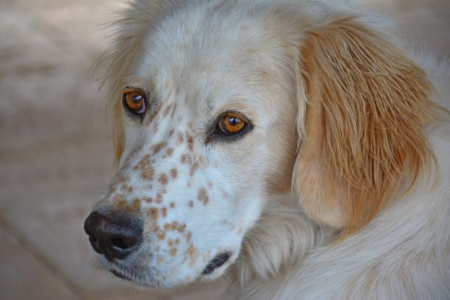 Εντολή του Αρείου Πάγου για αυστηρή τήρηση της νομοθεσίας κατά των βασανιστών ζώων