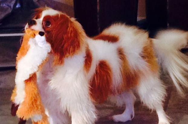 Μεταδίδουν τα κατοικίδια Εμπολα;