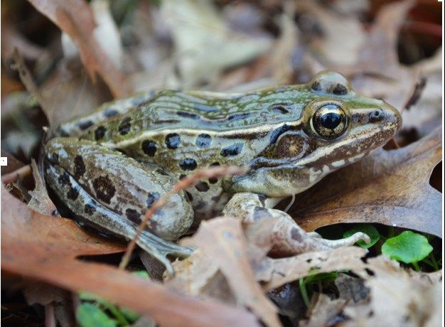 Ο βάτραχος που κρυβόταν στα πόδια του Αγάλματος της Ελευθερίας