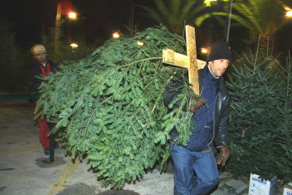 Αξιοποίηση φυσικών χριστουγεννιάτικων δέντρων