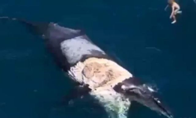 Εκανε… σερφ πάνω σε νεκρή φάλαινα την οποία έτρωγαν καρχαρίες