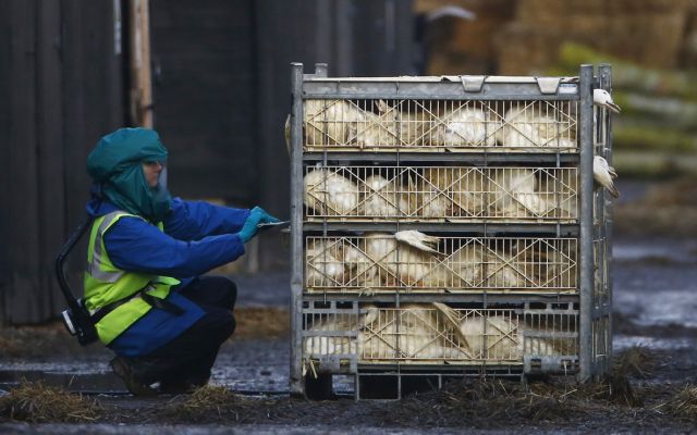 Κρούσματα γρίπης των πτηνών εντοπίστηκαν σε τέταρτο ολλανδικό ορνιθοτροφείο