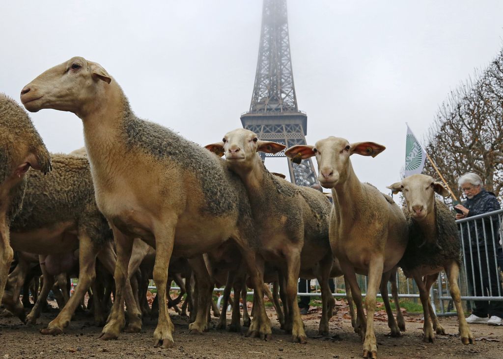 Βοσκοί διαδήλωσαν με τα πρόβατά τους στον Πύργο του Αϊφελ κατά των… λύκων