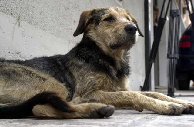 Εύβοια: Πυροβόλησε και σκότωσε αδέσποτο σκύλο