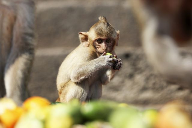 Ινδία: Πίθηκος σώζει… πίθηκο που έπαθε ηλεκτροπληξία – δείτε το βίντεο