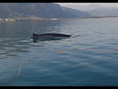 Μια φάλαινα κολυμπά σε απόσταση 150 μέτρων από τα Καμένα Βούρλα