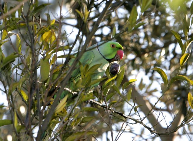 Θεσσαλονίκη: «Κατάληψη» σε πάρκο της Τριανδρίας έκαναν… δεκάδες παπαγάλοι