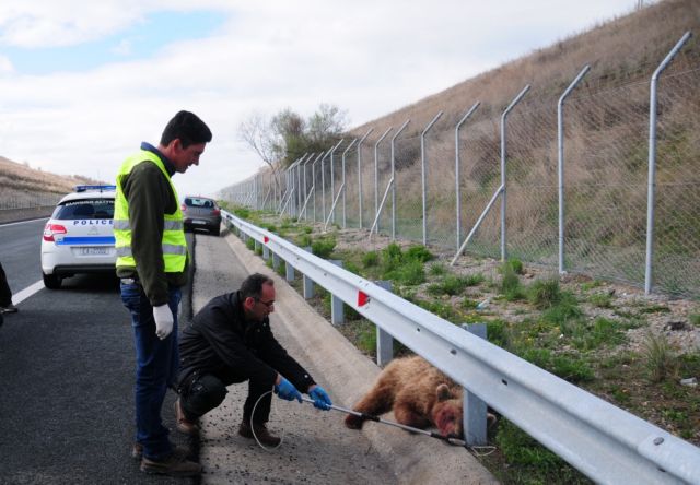 Αρκούδα σκοτώθηκε σε τροχαίο στην Καστοριά | tanea.gr