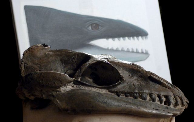 Βουλγαρία: Απολιθώματα αρχέγονης φάλαινας ανακαλύφθηκαν κοντά στη Βάρνα