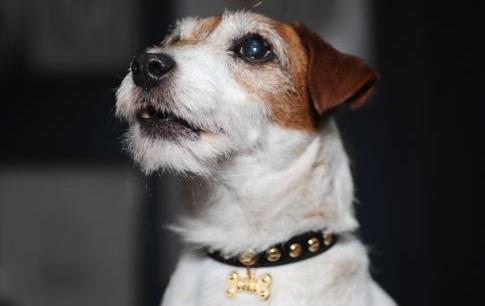 Οι σκύλοι μπορούν να ξεχωρίσουν τα χαρούμενα από τα θυμωμένα ανθρώπινα πρόσωπα