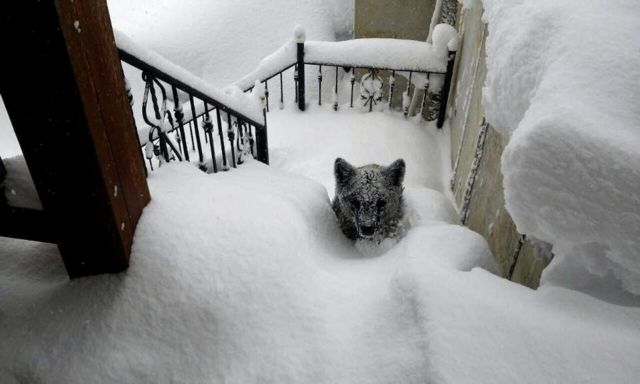 Ισπανία: Το χιόνι έφερε μέχρι και… αρκούδες στην εξώπορτα