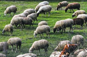 Κτηνοτρόφοι υπό πίεση: Τα funds απειλούν με πλειστηριασμούς ενώ η ευλογιά καλπάζει