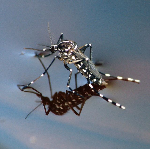Πώς τα κουνούπια περπατούν στο νερό