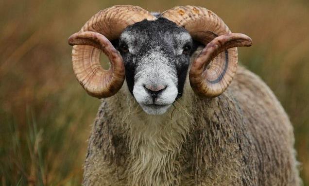 Ιορδανία: Κριάρι παίρνει… φόρα και χτυπά κτηνοτρόφο την ώρα που μιλάει στην κάμερα