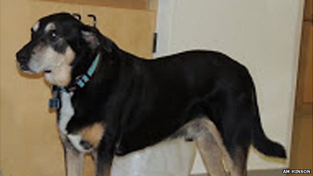 Τι δουλειά έχει ένας σκύλος σε διεθνές ιατρικό συνέδριο;