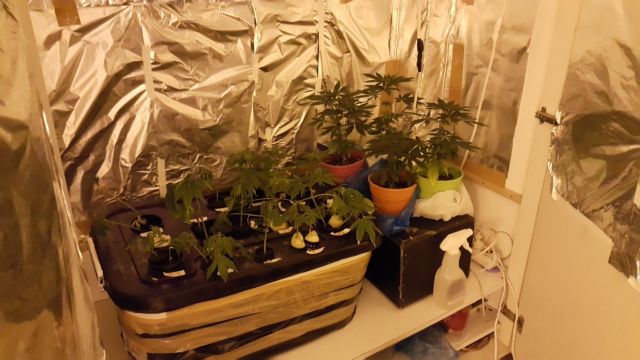 Υδροπονική καλλιέργεια εμπλουτισμένης κάνναβης σε σπίτι 24χρονου στη Γλυφάδα