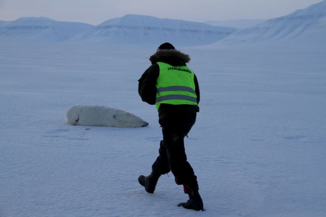 Νορβηγία: Σκότωσαν πολική αρκούδα που τραυμάτισε ελαφρά τσέχο τουρίστα