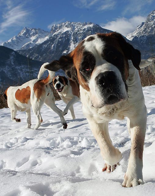 Τέρμα οι πόζες με τα σκυλιά Αγίου Βερνάρδου σε ορεινό ελβετικό θέρετρο
