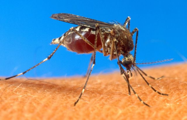 Είναι θέμα γονιδίων τα τσιμπήματα από τα κουνούπια, δείχνει επιστημονική έρευνα