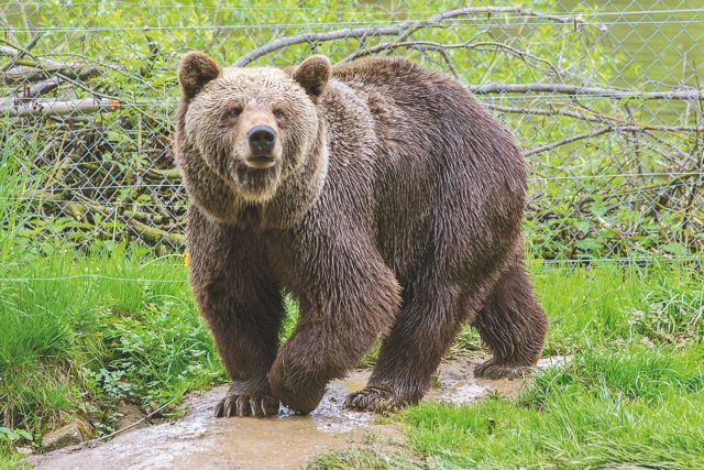 Κοζάνη: Απελευθέρωσαν αρκούδα που είχε πιαστεί σε παγίδα