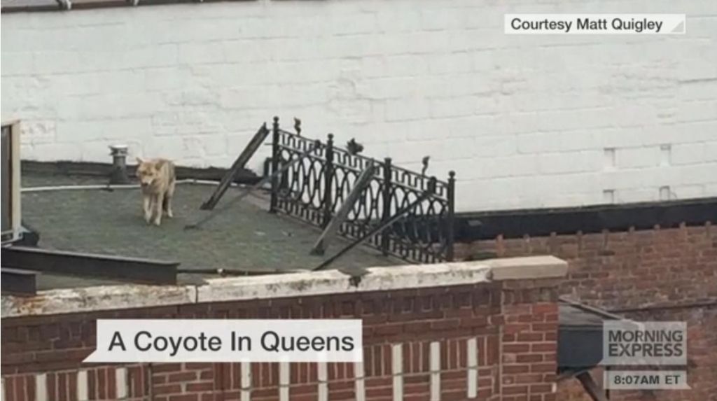 Κογιότ εντοπίστηκε να κόβει βόλτες σε ταράτσα κτιρίου στη Νέα Υόρκη