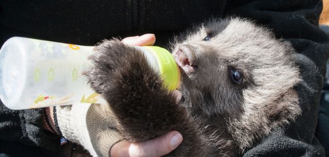 Τη φροντίδα του Αρκτούρου απολαμβάνει το ορφανό αρκουδάκι στη Φλώρινα