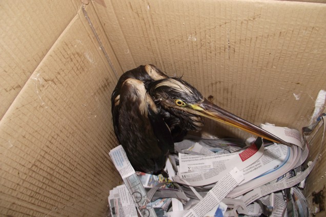 Ηράκλειο: Παγίδα για τα πουλιά τα απόβλητα ελαιοτριβείων