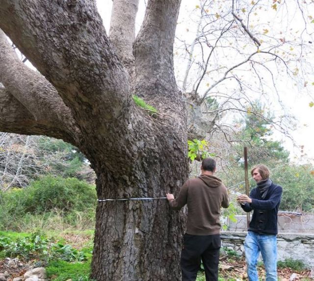 Σάμος: Αρχαία δέντρα – Μνημεία της Φύσης