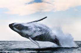 Μία γκρίζα φάλαινα έσπασε το παγκόσμιο ρεκόρ μετανάστευσης μεταξύ των θηλαστικών