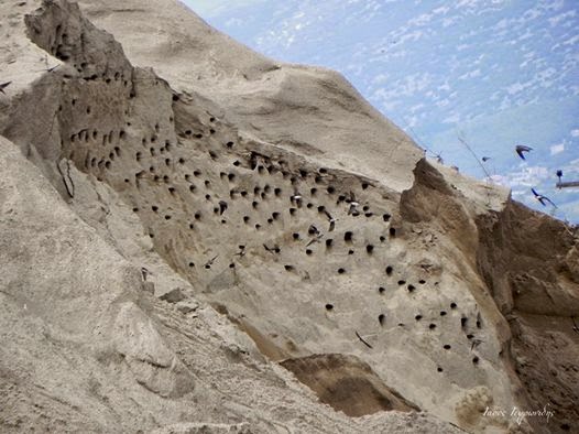Ξάνθη: Εκατοντάδες χελιδονοφωλιές σε αμμόλοφο