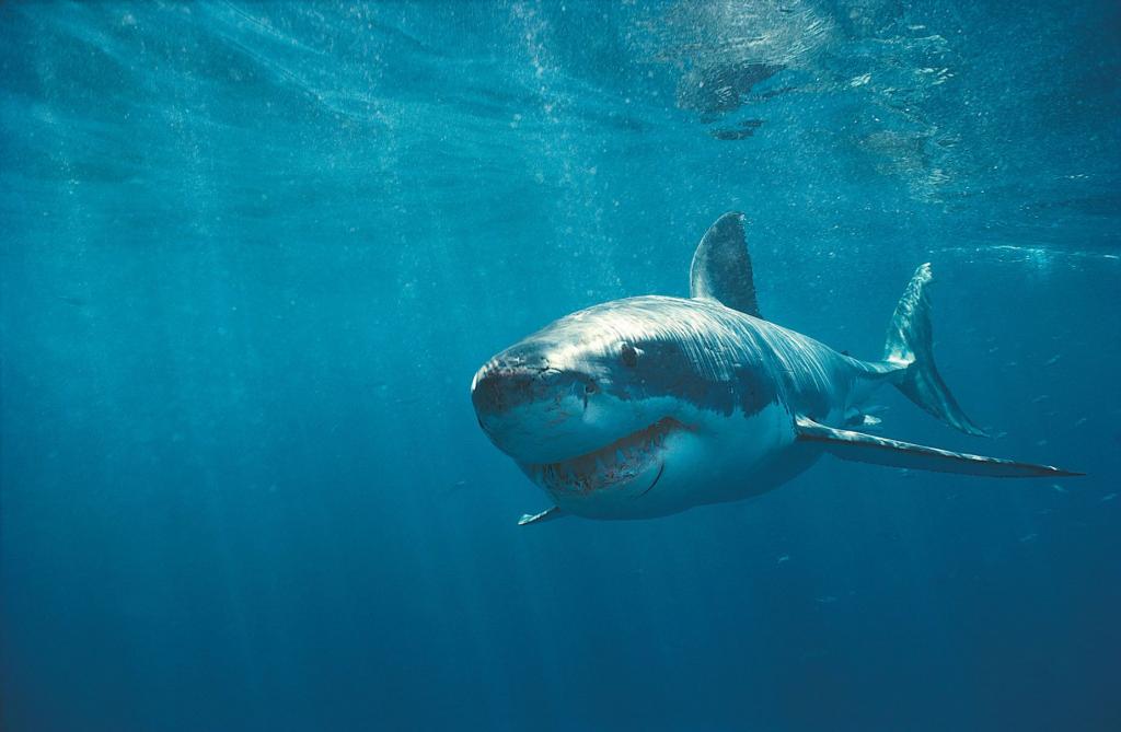 Καρχαρίας κατασπάραξε 13χρονο σέρφερ στον Ινδικό Ωκεανό