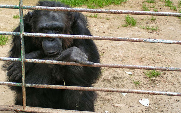 Μαγιόρκα: Εντονες αντιδράσεις για την εκτέλεση ενός χιμπατζή που το έσκασε από ζωολογικό κήπο
