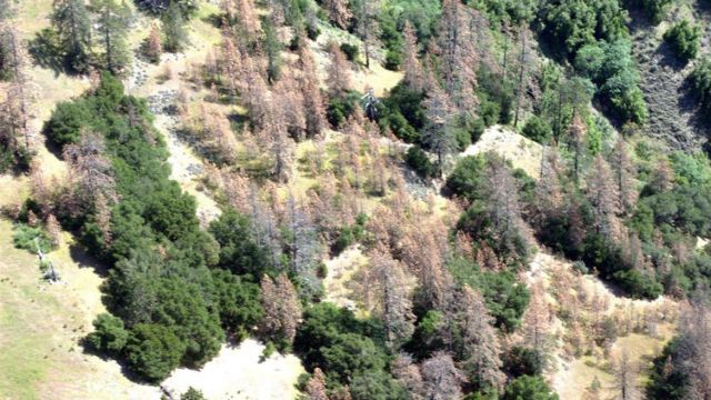 Τα δέντρα πεθαίνουν κατά εκατομμύρια στη διψασμένη Καλιφόρνια
