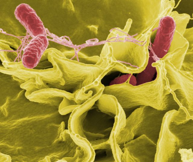 Πολυανθεκτικό βακτήριο προκαλεί «σιωπηλή επιδημία» τυφοειδούς πυρετού
