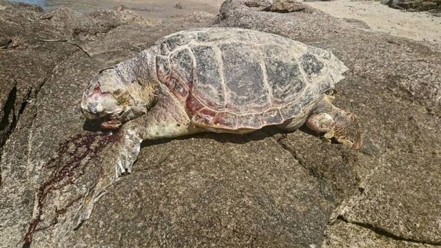 Νάξος: Μεγαλώνει η λίστα με τις νεκρές χελώνες