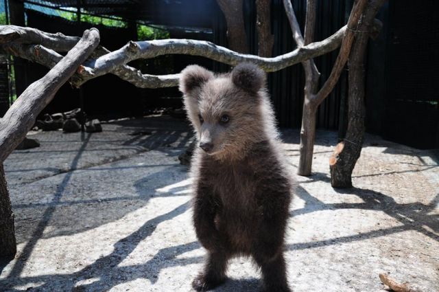 Φλώρινα: Το αρκουδάκι γίνεται αρκούδος