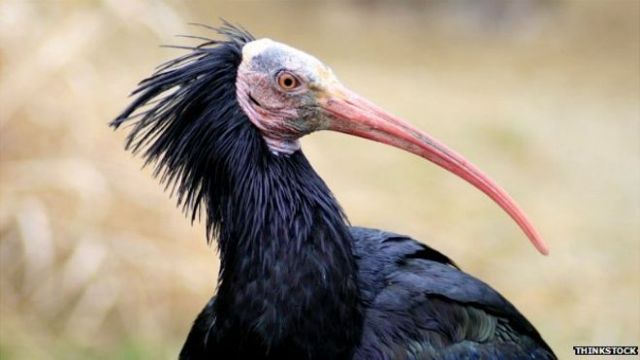 Σπάνιο είδος πτηνού απειλείται με εξαφάνιση από την επέλαση των τζιχαντιστών στην Παλμύρα